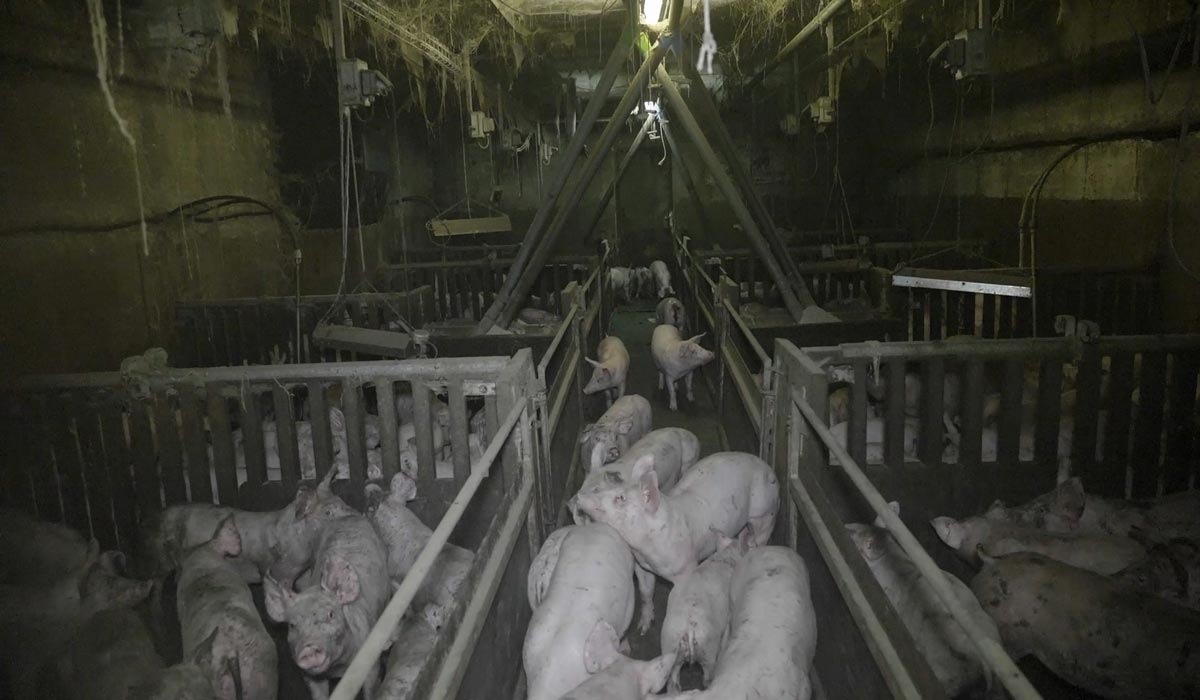 L’horreur dans un élevage de cochons fournissant E.Leclerc