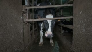 « Pas d’actes de maltraitance » selon la préfecture