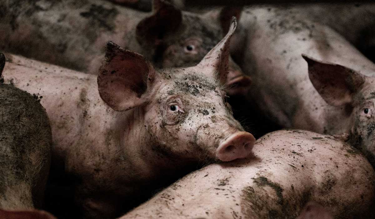 8 élevages de cochons : enquête accablante sur E.Leclerc