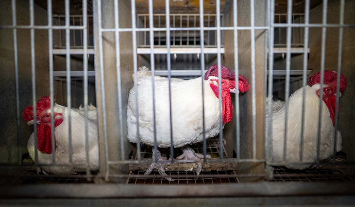 Hendrix Genetics : des poules privées d’eau, d’aliment, de liberté