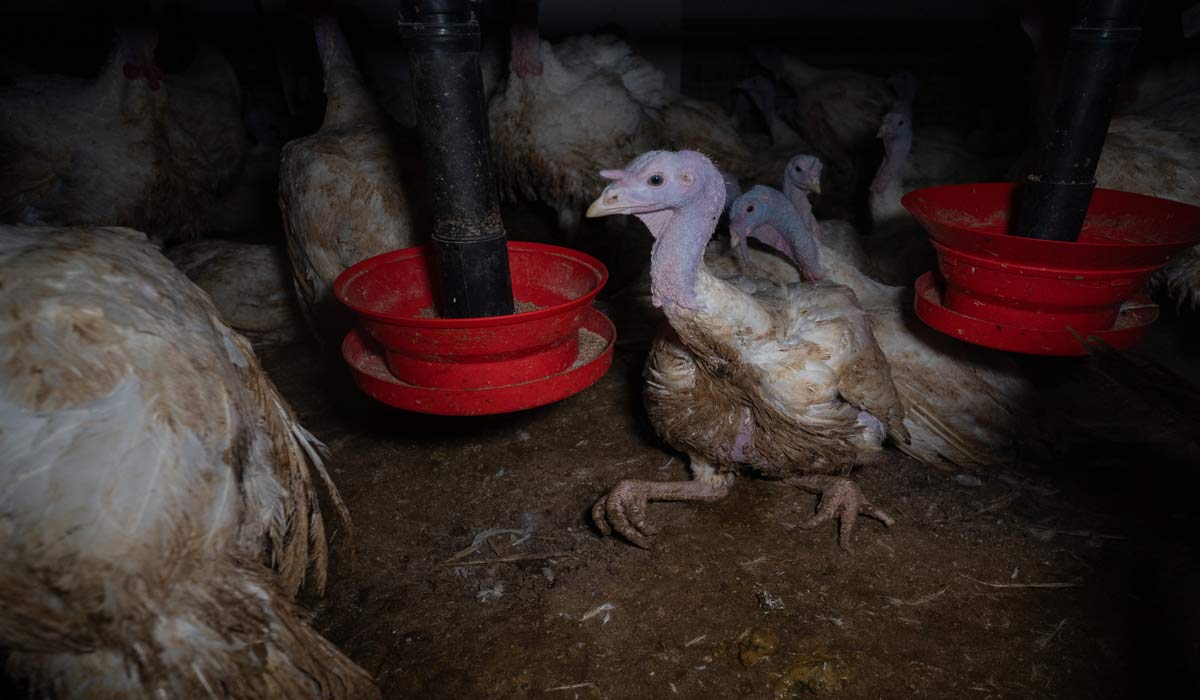 Des dindes élevées et ramassées dans des conditions extrêmes pour Carrefour Des dindes élevées et ramassées dans des conditions extrêmes pour Carrefour