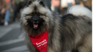 La plateforme de garde solidaire devient également un tremplin pour les refuges et les associations !