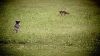 Chasse à courre : intrusion dans un jardin privé dans les Deux-Sèvres