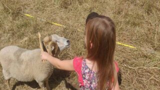 Adopter un animal de ferme, un geste citoyen : le Sanctuaire du FUTUR annonce son 1000ᵉ animal sauvé