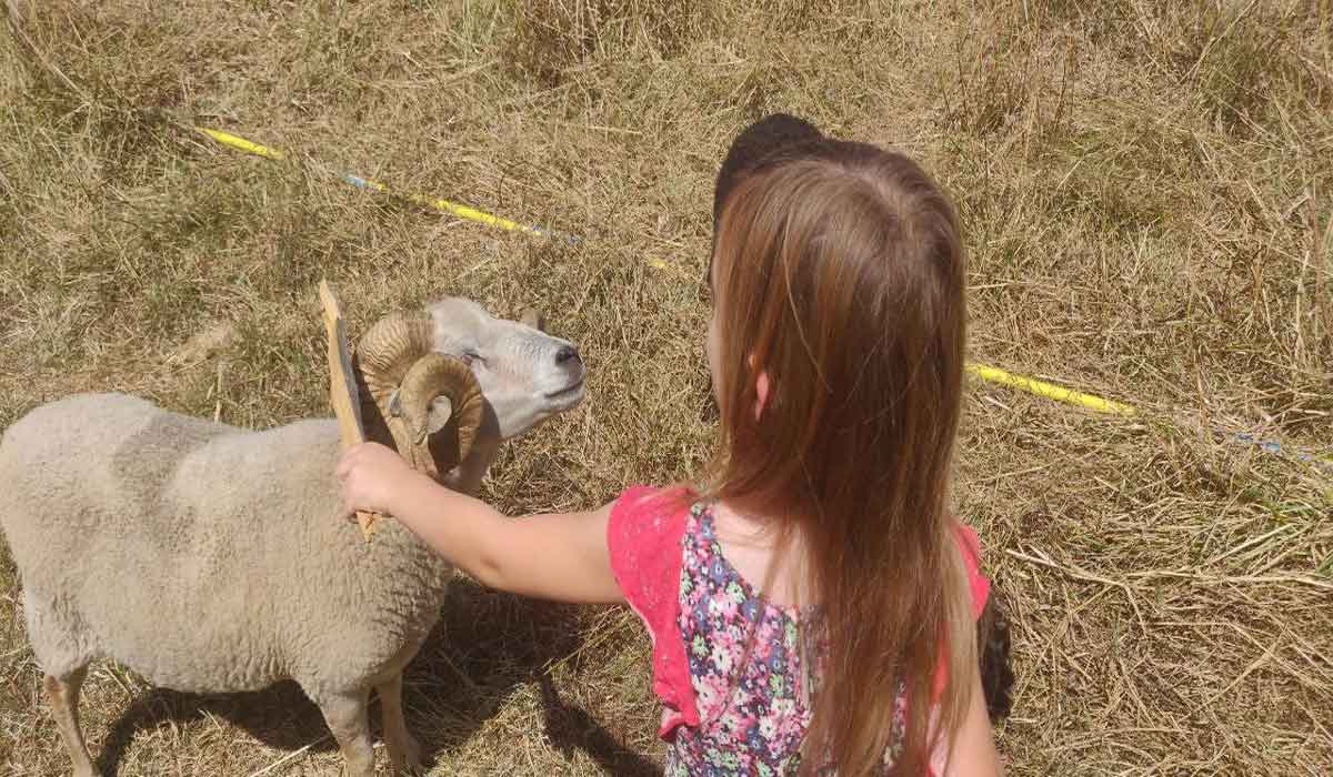 Adopter un animal de ferme, un geste citoyen : le Sanctuaire du FUTUR annonce son 1000ᵉ animal sauvé Adopter un animal de ferme, un geste citoyen : le Sanctuaire du FUTUR annonce son 1000ᵉ animal sauvé