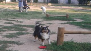Les chiens de compagnie en ville, quelles solutions pour une bonne cohabitation ?