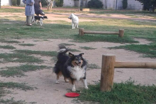 Les chiens de compagnie en ville, quelles solutions pour une bonne cohabitation ?