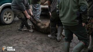 Une audience à venir contre les massacres de sangliers, considérés injustement comme dangereux
