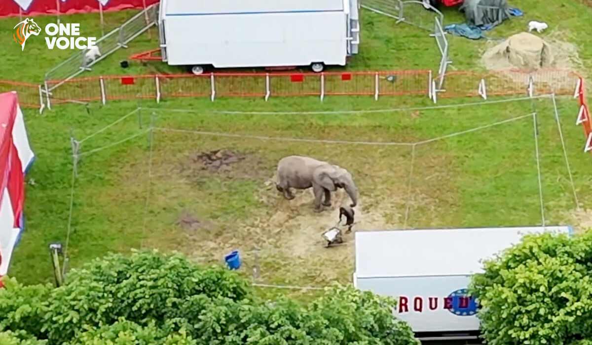 Animaux sauvages dans les cirques : l’État paie pour enterrer le problème, pas pour le résoudre
