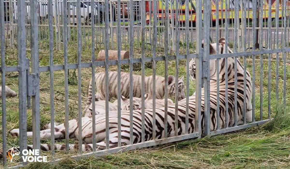 Audience au Conseil d’État le 8 novembre pour les animaux des cirques