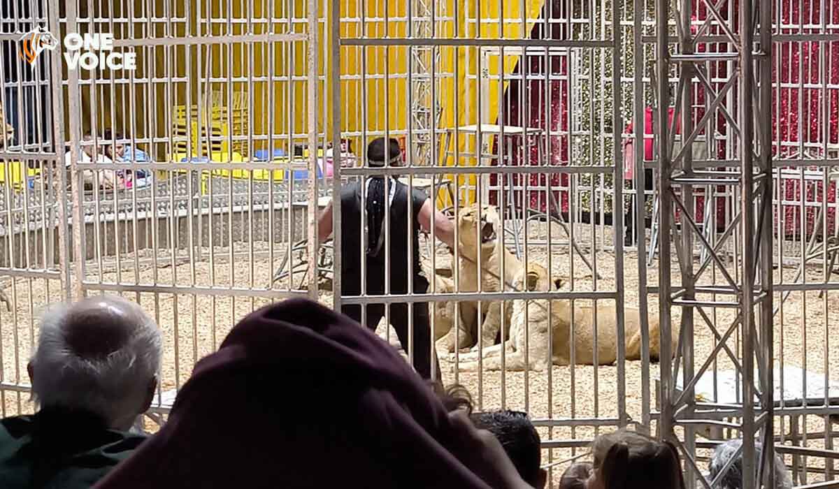 Nouvelle instruction interministérielle : le soutien indéfectible de l’État aux cirques avec animaux