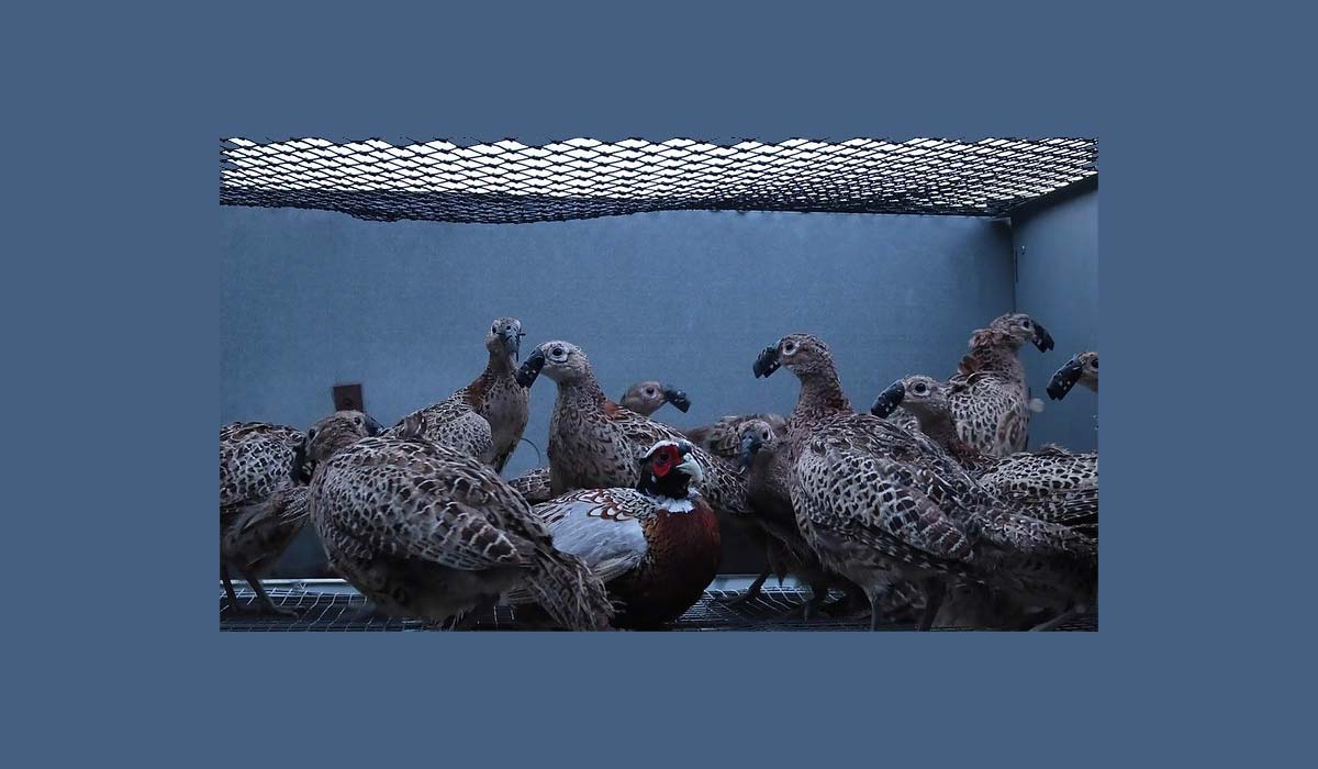 Faisans et perdrix élevés pour la chasse : One Voice en révèle l’horreur dans un reportage inédit Faisans et perdrix élevés pour la chasse : One Voice en révèle l’horreur dans un reportage inédit