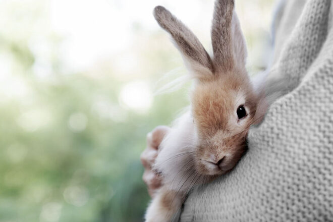 Enseigner l’éthique animale, c’est considérer les animaux pour eux-mêmes