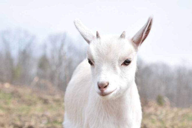 Quelles ressources pour enseigner le respect des animaux ?