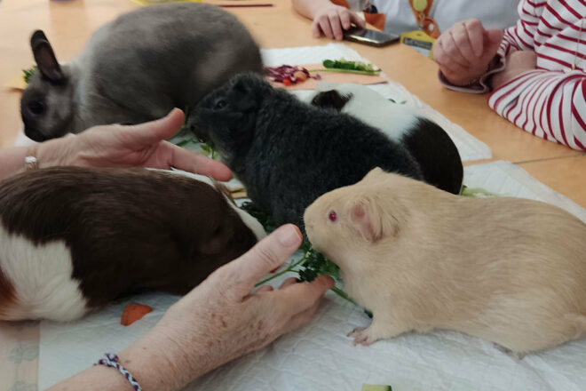 Ani M’Aide : comment apporter du bonheur grâce au bien-être animal