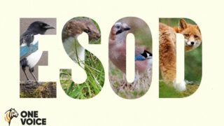 One Voice demande l’annulation totale de l’arrêté listant les espèces susceptibles d’occasionner des dégâts