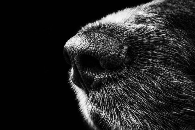 Vols de chiens : agissez vite et bien