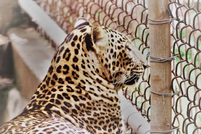 Captivité des animaux sauvages et incarcération : même combat ?