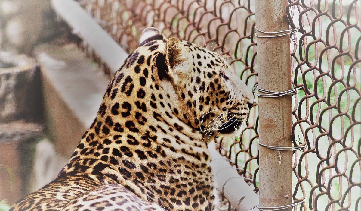 Captivité des animaux sauvages et incarcération : même combat ?