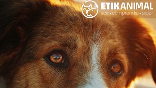 EtikAnimal : un nouveau centre de formation et d’audit