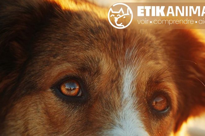 EtikAnimal : un nouveau centre de formation et d’audit