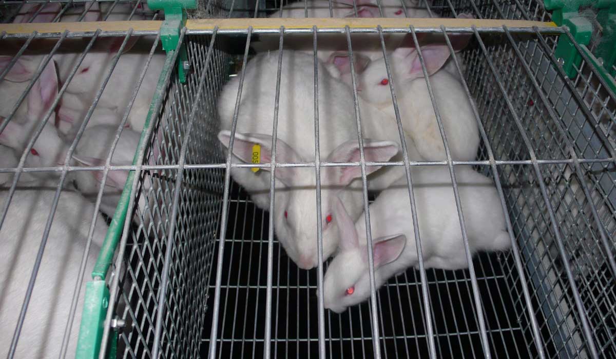 L’absence de protection juridique propre au lapin de production