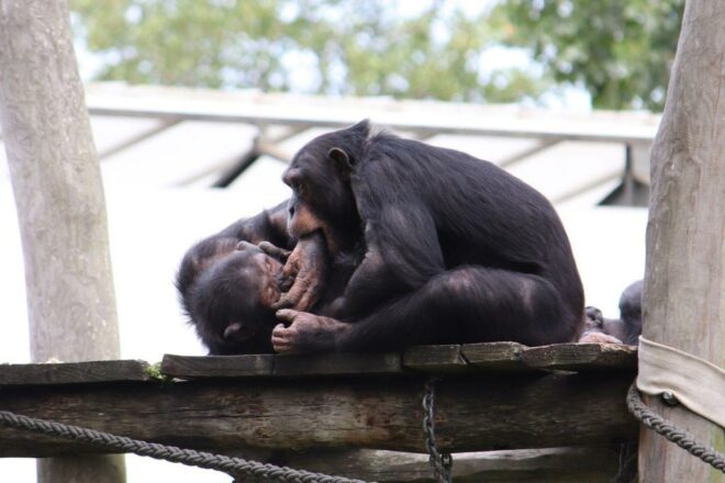 Les gorilles et les chimpanzés jouent-ils aussi ? Différences entre jeu et combat agressif