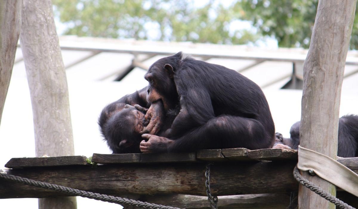 Les gorilles et les chimpanzés jouent-ils aussi ? Différences entre jeu et combat agressif