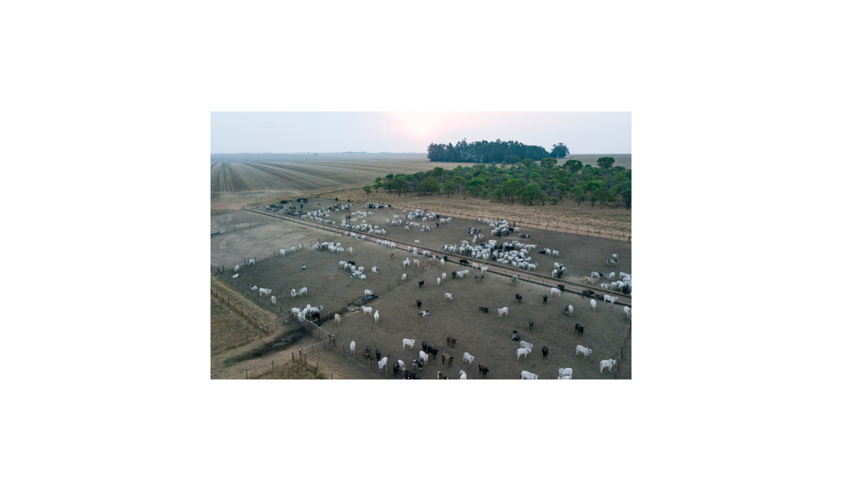 L’accord UE-Mercosur aura des conséquences dévastatrices pour les animaux