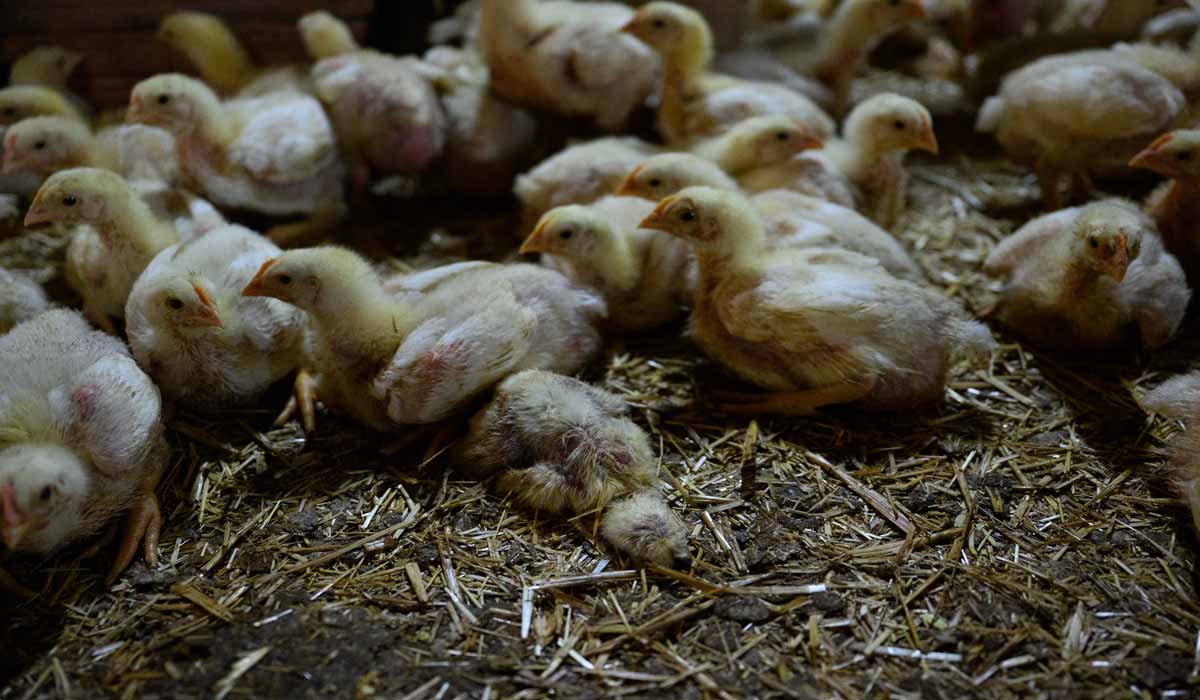 Des enquêtes menées en Espagne et en Hongrie révèlent des conditions épouvantables dans les élevages de poulets Des enquêtes menées en Espagne et en Hongrie révèlent des conditions épouvantables dans les élevages de poulets