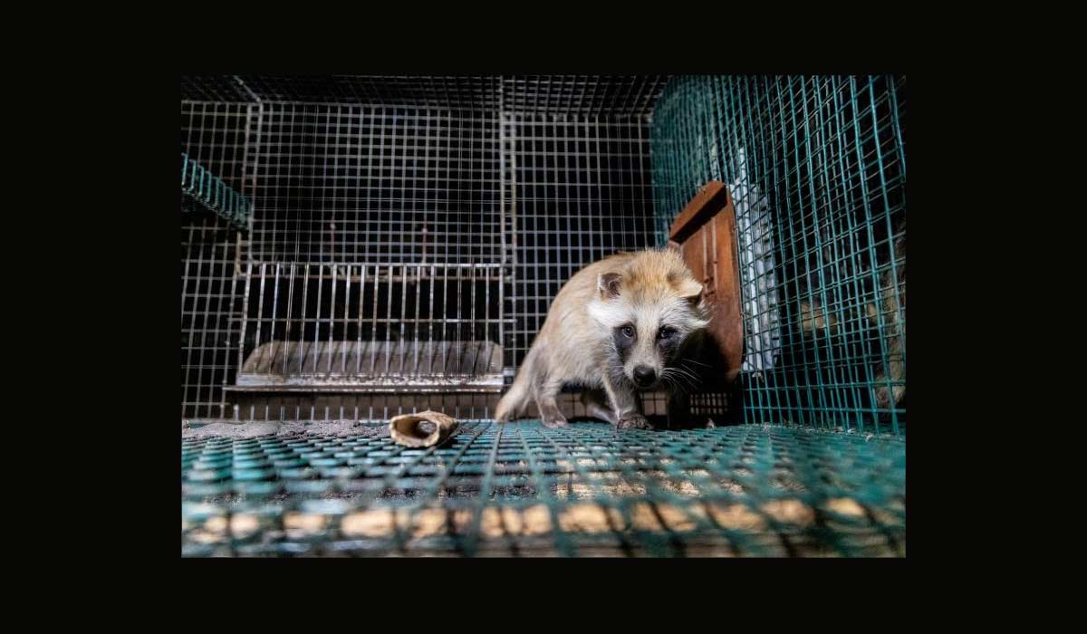 Élevage d’animaux à fourrure : la Commission européenne ne rencontre l’industrie que dans le cadre de sa décision concernant une éventuelle interdiction ; une plainte a été déposée auprès du médiateur