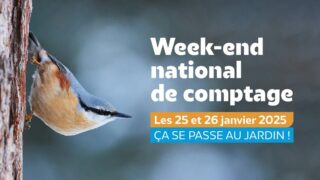 Les citoyens invités à compter les oiseaux des jardins les 25 et 26 janvier 2025 