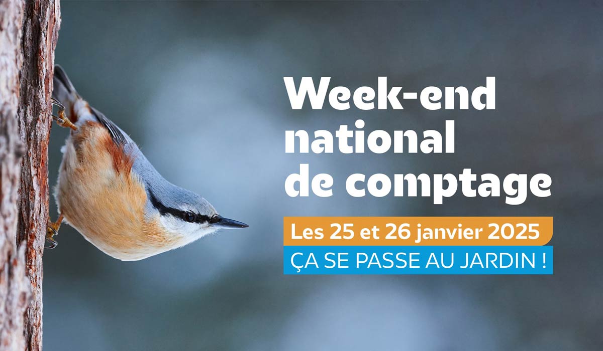 Les citoyens invités à compter les oiseaux des jardins les 25 et 26 janvier 2025 