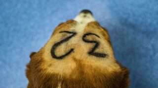 Des fournisseurs de chiens pour les laboratoires face à la justice