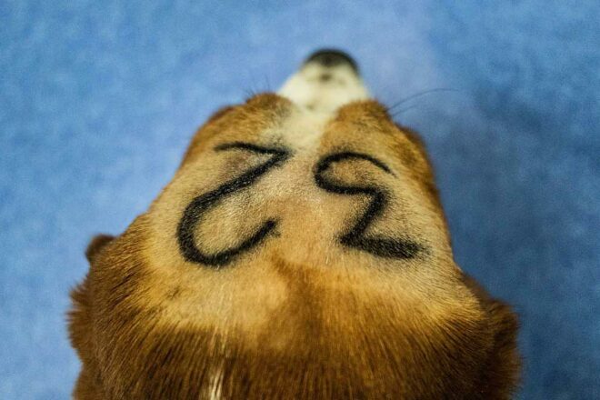 Des fournisseurs de chiens pour les laboratoires face à la justice