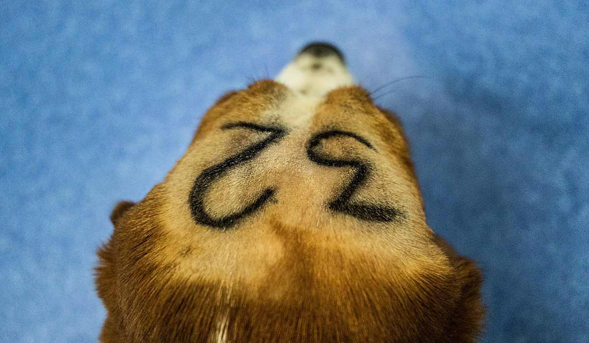 Des fournisseurs de chiens pour les laboratoires face à la justice