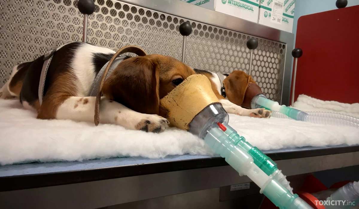 One Voice salue la feuille de route européenne pour des évaluations de sécurité chimique sans tester sur les animaux, mais la route reste longue !