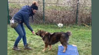 Comment éviter les pièges des mauvais éducateurs canin ?