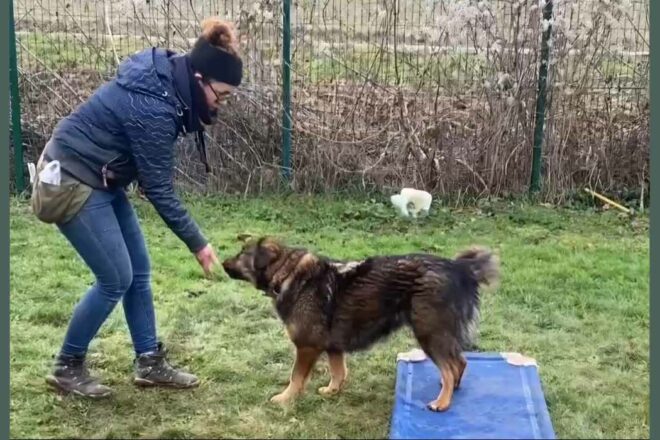 Comment éviter les pièges des mauvais éducateurs canin ?