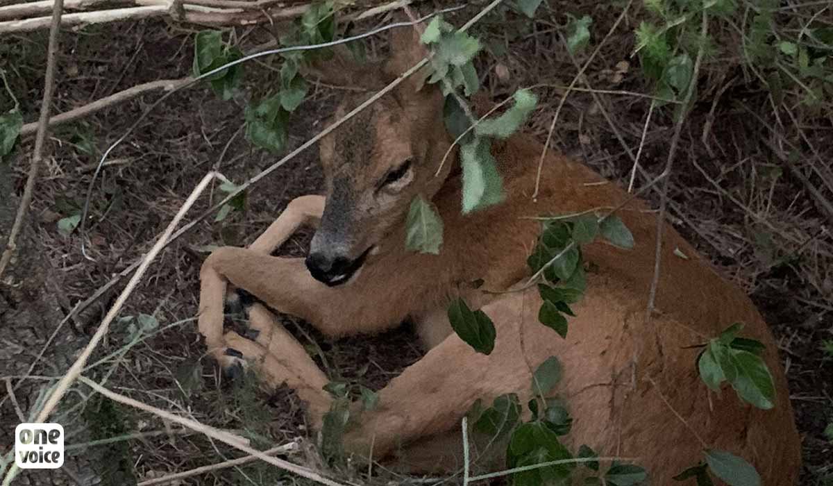 Trapped in France: The Cruelty and Danger for Animals and the Urgent Call for Action