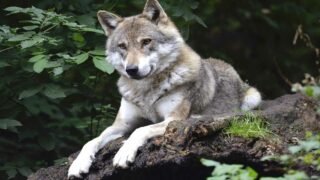 Mise en perspectives de la présence du loup en France