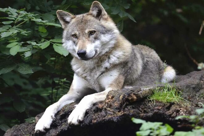 Mise en perspectives de la présence du loup en France