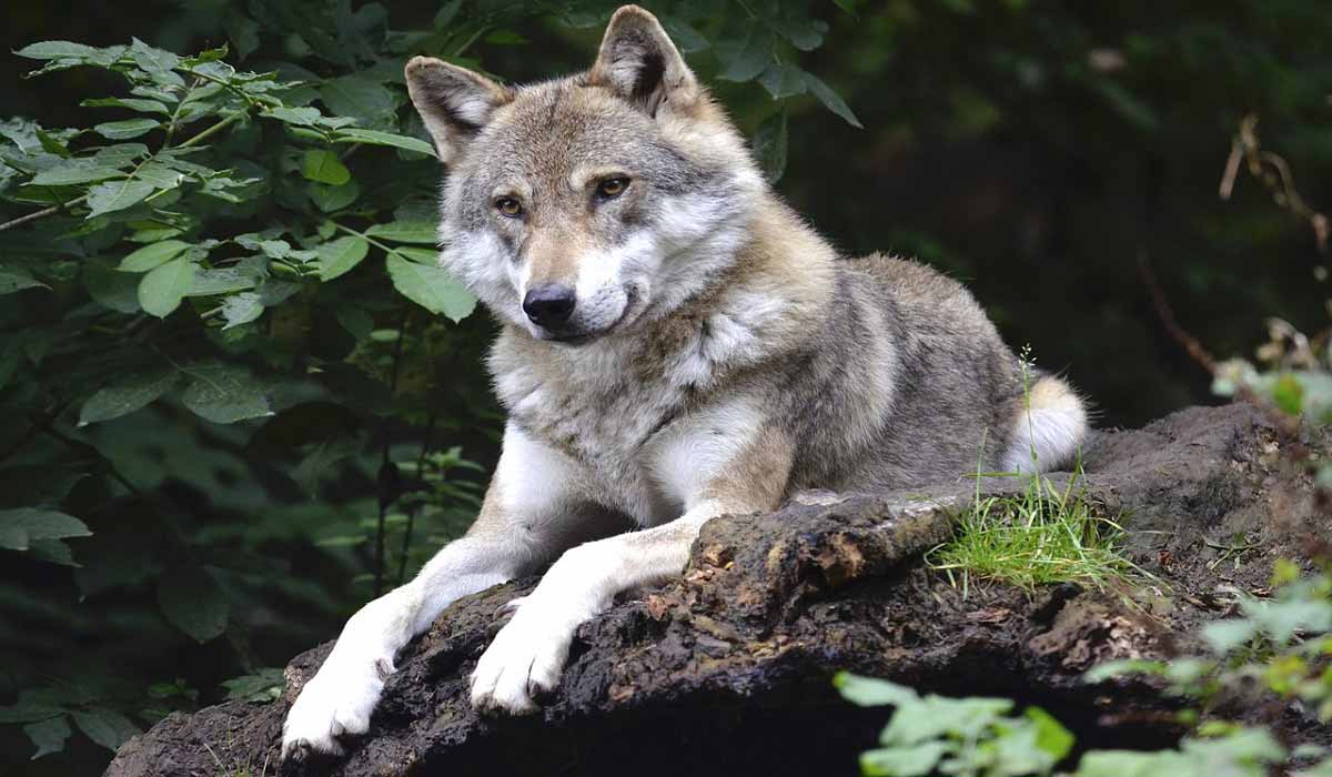 Mise en perspectives de la présence du loup en France