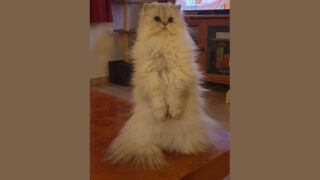 Mon chat est envahi par le stress !