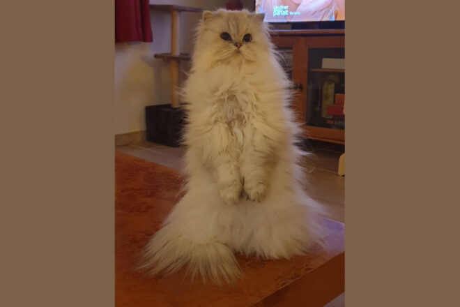 Mon chat est envahi par le stress !