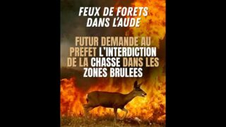Aude : une association demande un arrêté préfectoral pour interdire la chasse dans les zones sinistrées par le méga-feu. Vers une proposition de loi ?