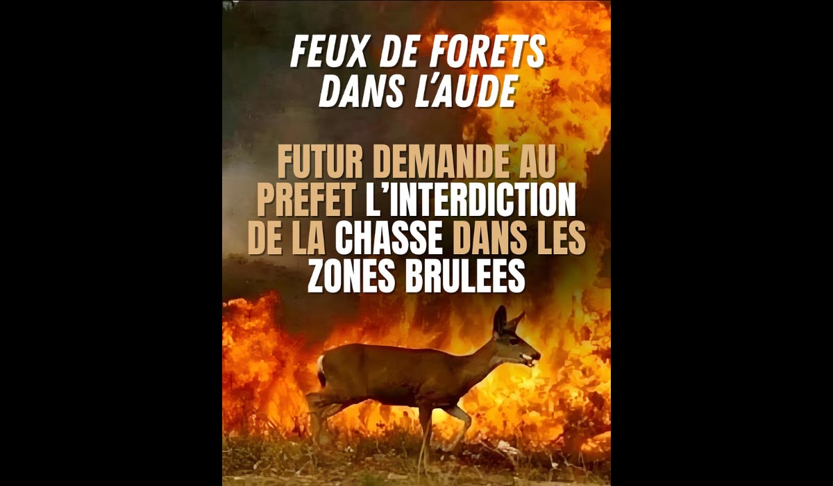 Aude : une association demande un arrêté préfectoral pour interdire la chasse dans les zones sinistrées par le méga-feu. Vers une proposition de loi ?