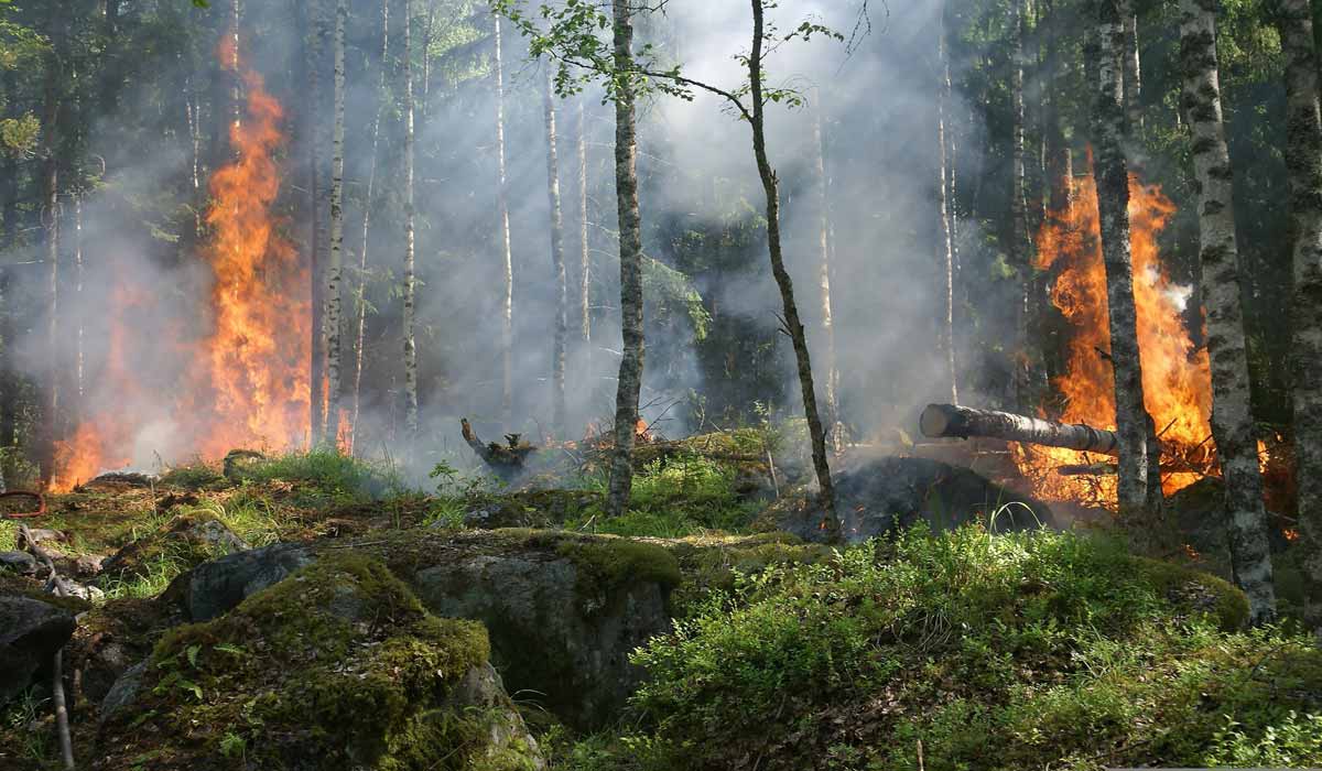 Incendies : les animaux aussi doivent être intégrés aux plans d’urgence