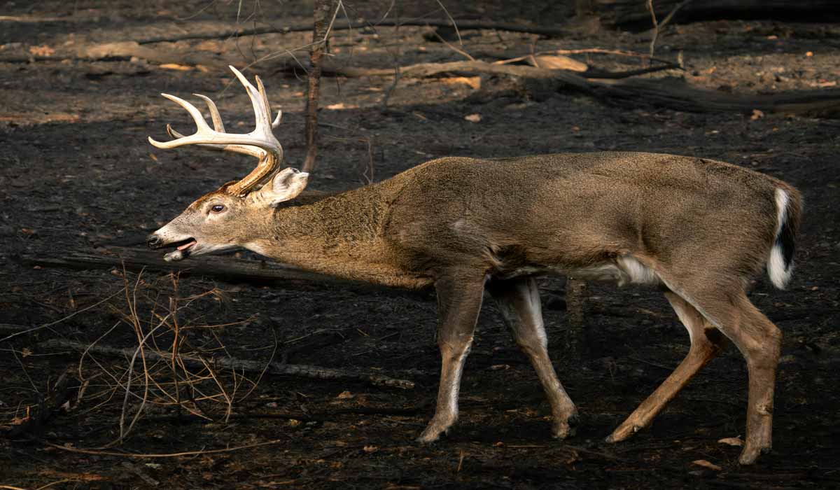 Quand la forêt brûle, que deviennent les animaux ? Quand la forêt brûle, que deviennent les animaux ?