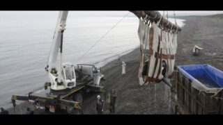 Projection pendant le Festival de Cannes du documentaire Orca – Black & White Gold avec One Voice